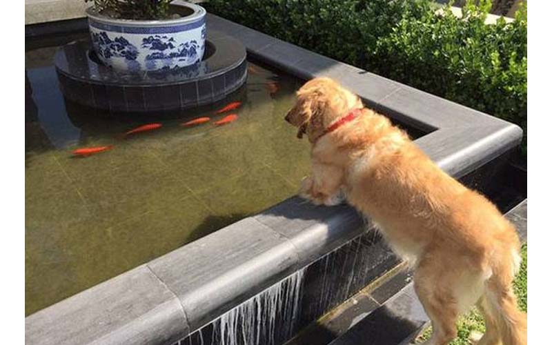 一隻愛上觀賞金魚的黃金獵犬，根本自以為社區魚池管理員！但當有天池子被抽乾時．．．