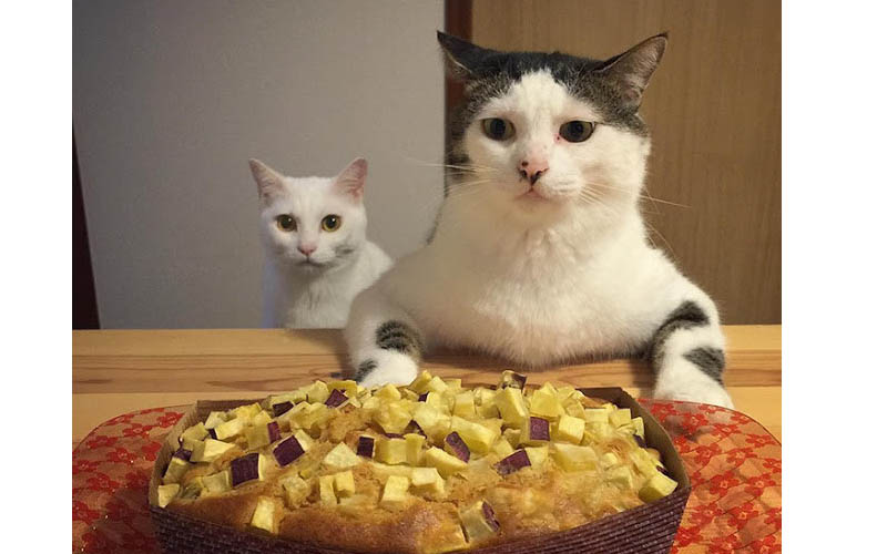 萌炸了！貓奴記錄下兩隻貓咪成天看人吃飯的反應表情，差點笑歪了！