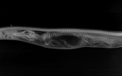 7張X光片見證「蟒蛇生吞鱷魚後的消化過程」  屍骨第七天就消失得一乾二淨令人不寒而慄