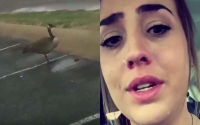 在停車場看到一隻大鵝「只有一隻腳」她傷心的哭了1小時，直到看見「真相」....傻眼貓咪