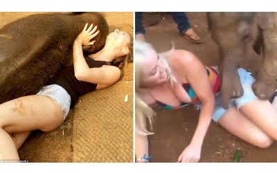 泰國小象專撲身材好的妹妹  象鼻一伸「想喝女乃」網邪惡：這眼神不對勁…（影）