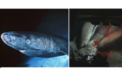 鯨落是怎麼發現的？海王系鄉民專業分析「海洋裡最貢獻的是牠」...網推爆：長知識了