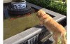一隻愛上觀賞金魚的黃金獵犬，根本自以為社區魚池管理員  但當有天池子被抽乾時．．．
