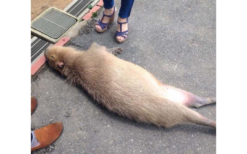 民眾被一隻倒在路邊的巨大老鼠給嚇死了！就近一看才發現原來是隻水豚，而且牠竟然．．． 