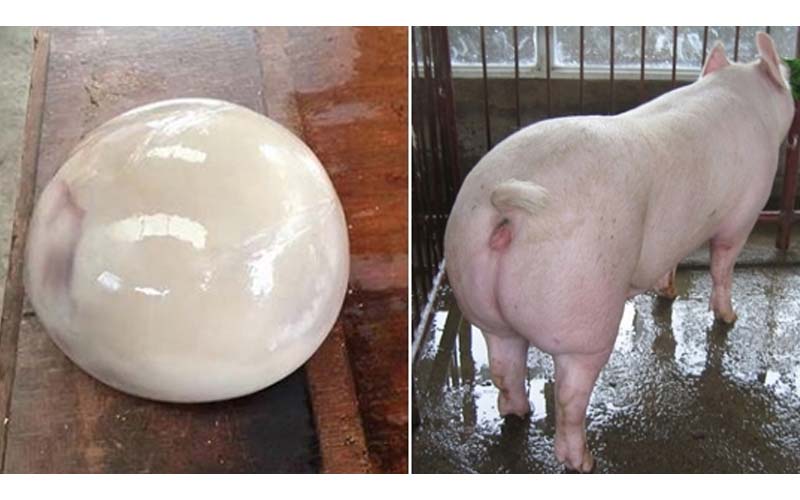 豬農剖開豬的肚子後得到一顆「珍貴豬寶」，但專家卻說這東西碰不得啊！！