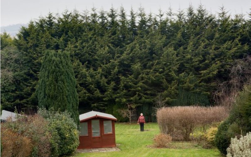 史上最愛記仇！英國一位小氣歐巴桑處心積慮「佈局了20年種樹」 就為了報復鄰居！