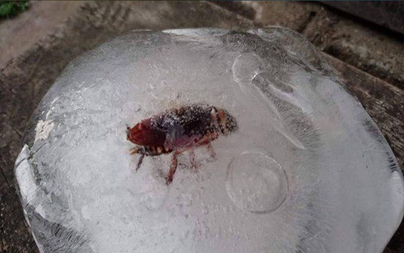 慎入！蟑螂生命力這麼強，解凍後還活著嗎？網友實測解答～