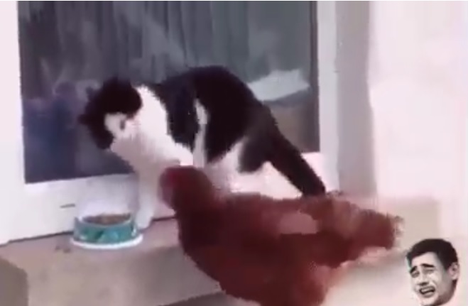 一隻膽大妄為的公雞竟敢大喇喇的開吃貓主子的食物，看來只好使出「超級無敵喵喵拳」來擊退敵人了！