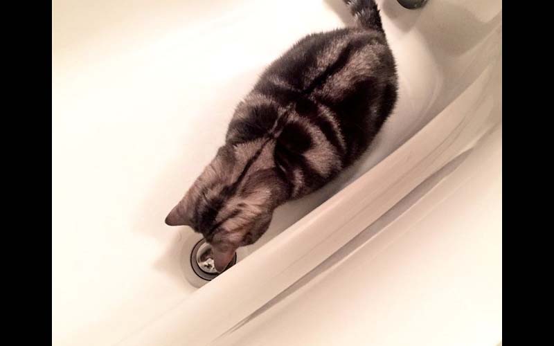 萌貓直盯著浴缸排水孔看，主人就近一看，萌貓抬頭露出「發現自己身世」的表情！！