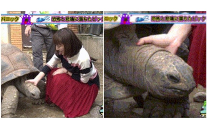 電視還在播她還一直搓！日本女主播竟當眾用純熟的手技「摸龜頭」..果然讓網友高潮啦！