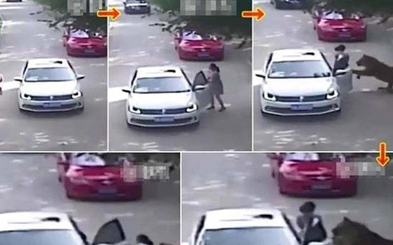 「老虎襲擊人類影片曝光，車上還有孩子！」年長的女子為救年輕女子，一下車就被老虎咬死！