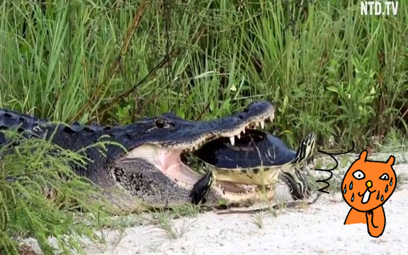 咬合力990公斤鱷魚PK烏龜竟完敗？！怎麼喬角度就是咬不動讓網友驚呼：烏龜超強！（影）
