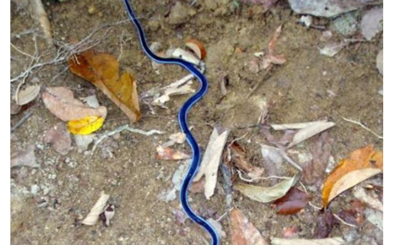 男子在野外發現一條「藍色細繩」好奇近看嚇到腿軟....立刻轉身手刀逃離現場！