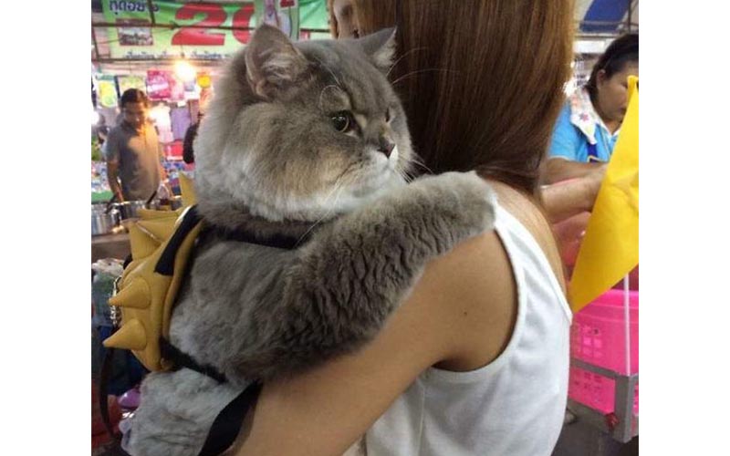 胖貓「蹦蹦」因為身材圓潤可愛因而爆紅，沒想到牠洗澡竟暴露了真的本來就那麼胖？