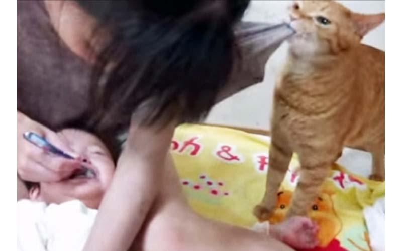 小主人被迫刷牙嚎哭，貓貓捨身相救「鏟屎的妳快住手啊！！」（影片）