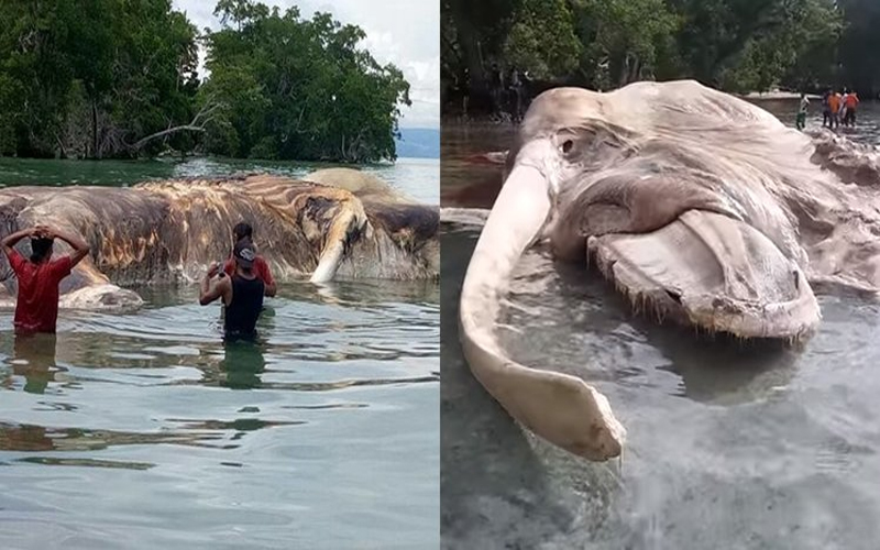印尼海岸驚現15公尺「巨型海怪」屍體！超詭異外貌把所有人都嚇傻：從未見過！（圖+影）