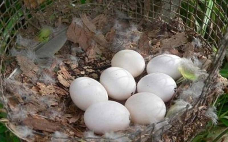 他在戶外發現一窩鳥蛋，沒想到帶回家孵化後竟是極其珍貴的物種啊！！