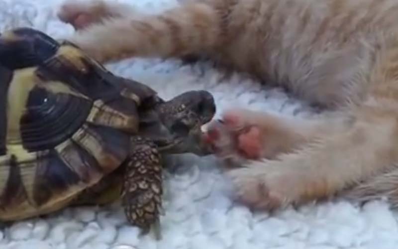 小烏龜太迷戀貓咪的肉球，竟趁牠睡著時興奮狂舔還想咬一口！（影片）