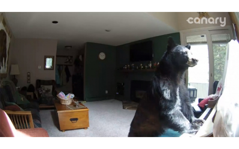 她發現「家裡遭小偷」調監視器一看卻驚呆「一隻熊在彈鋼琴」！（影片）