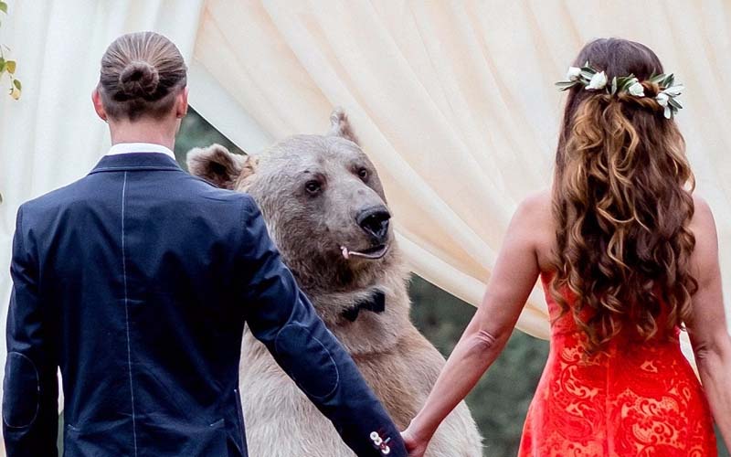 戰鬥民族新人請來重達130Kg的大棕熊當婚禮的見證人，這場面根本童話故事！