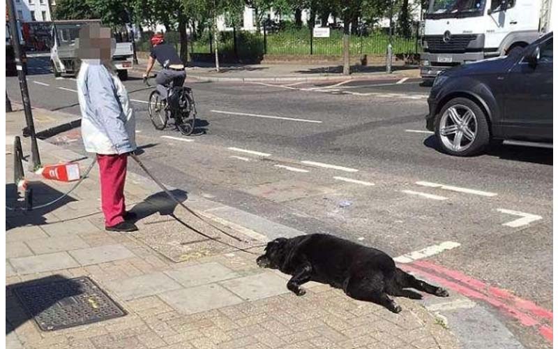 在路上看到婦女牽著兩隻狗，沒想到仔細一看，越來越不對勁！上前詢問真的嚇壞了！