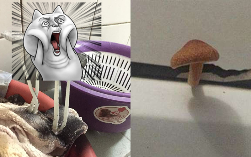 廁所抹布「種出新品種香菇」外表太震撼讓網友驚呼！：這抹布到底擦過什麼？