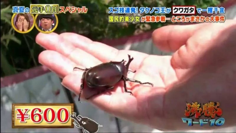 在日本撿碎玻璃、抓蟲子就能月入50萬？一開始我是不信的......