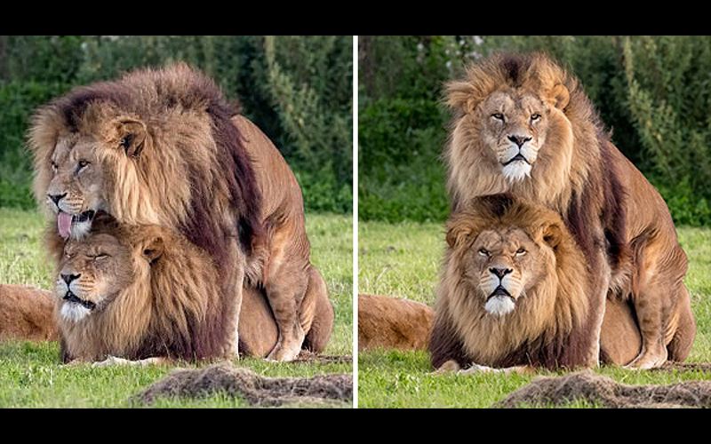 他驚見2隻雄獅無視母獅在一旁看「直接啪啪啪」，大家一看母獅超困惑的表情都笑翻了！