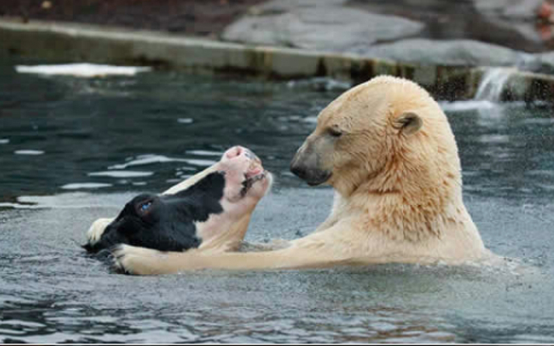 你以為看到的是北極熊與乳牛「相親相愛」共浴？真相浮出水面那一刻網友的臉都嚇歪了！