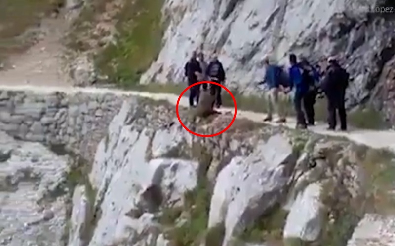 一群登山客將一隻可憐的野豬逼到懸崖，還用登山杖不斷戳牠：再用力一點讓牠掉下去！（內有影片）