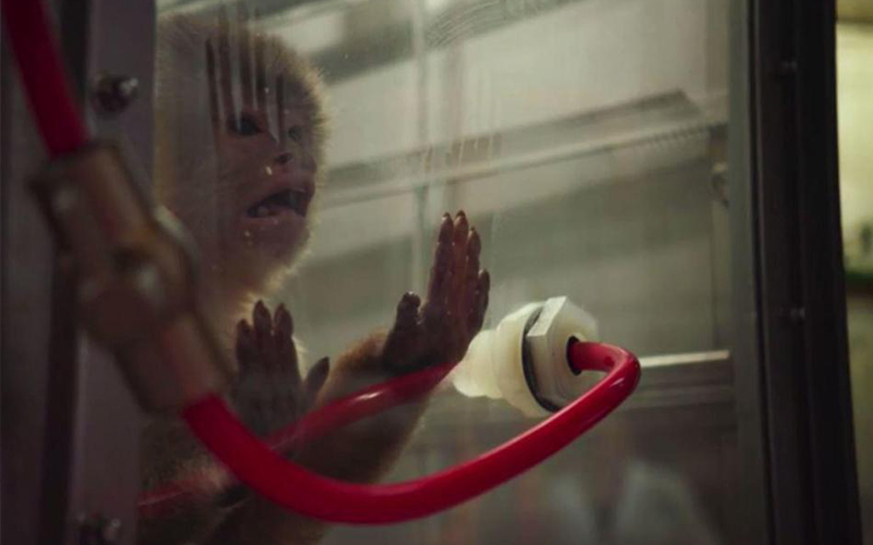 汽車大廠福斯「把猴子關密室吸汽車廢氣做實驗」連人體實驗也秘密進行！結果超驚悚根本不敢公開
