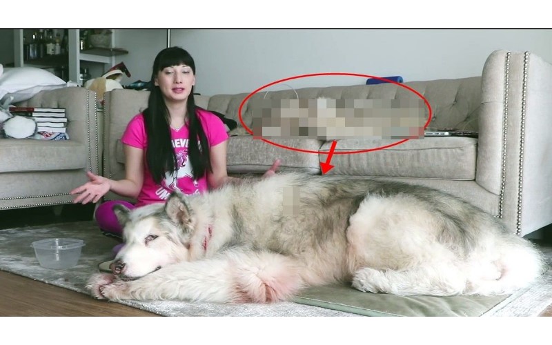 網美拍影片曬愛犬  眼尖網友發現亮點大喊「快點救那隻狗！」被懷疑殺犬剝皮製皮草
