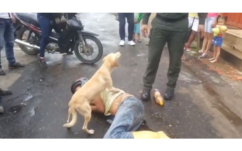 男子醉倒路中央狗狗「護主心切」，警察上前關心秒被吠：別碰我主人！