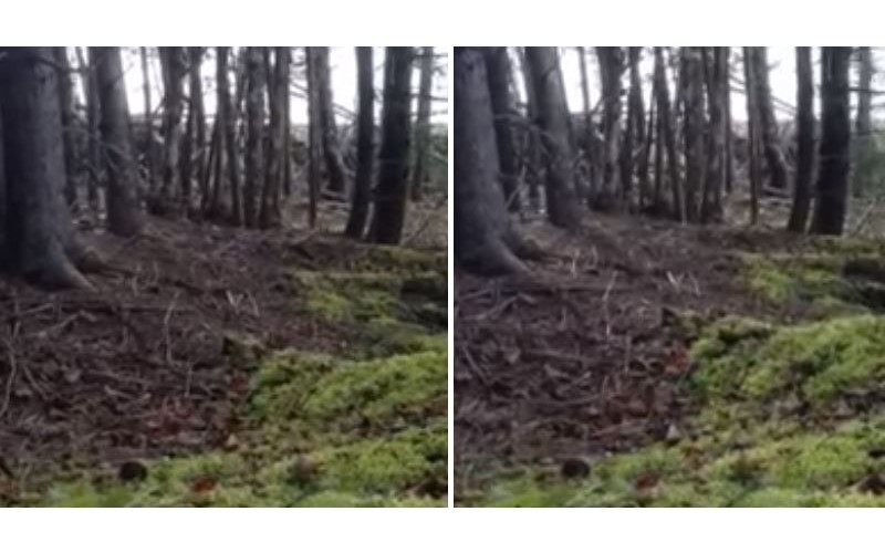 他在森林親眼目睹「地球在呼吸」，拍下地表正在「吸吐氣」的罕見影片！