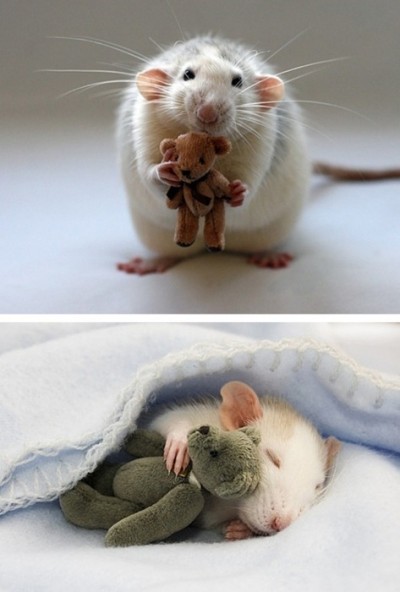 寵物鼠的新玩具。