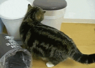 只要給貓一個桶子，牠永遠能鑽進去。