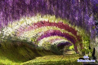 美麗的紫藤隧道。