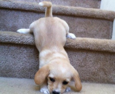 小狗下樓梯。