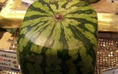 日本生產的西瓜，不只有方形，現在還有＆＃8230;＆＃8230;