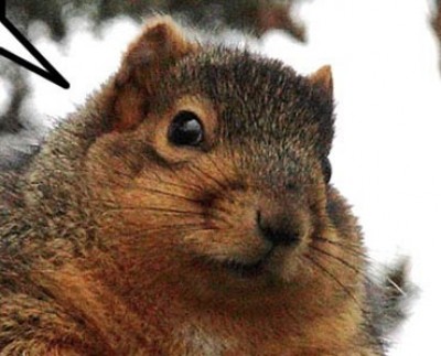 你知道松鼠為了過冬，會把自己吃得非常非常胖＆＃8230;＆＃8230;.真的嗎