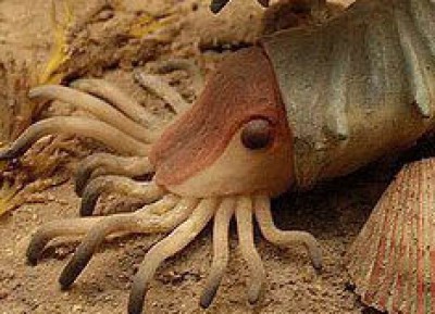 驚奇     第一次見過這種生物，竟然住在＆＃8230;..神奇海螺裡面