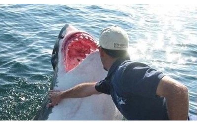 一名漁夫在兩年前放生了不小心落入漁網抓的大白鯊，沒想到牠竟這樣來報恩