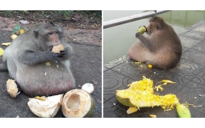 這隻猴子猛吃遊客給的食物「胖成豬」，被送去減肥營  網友：奶奶也有養猴子