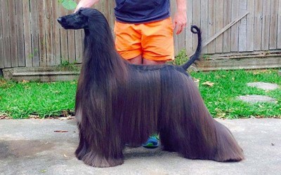 牠被譽為「世界上最美的狗名模」一身烏黑秀麗的毛髮，真的很優雅高貴