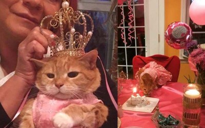 貓奴幫自家主子舉辦的「超豪華生日趴」下輩子當貓是不是比較幸福啊