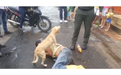 男子醉倒路中央狗狗「護主心切」，警察上前關心秒被吠：別碰我主人