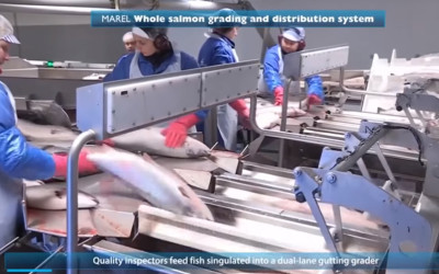 這台德國產「全自動殺魚切片機」可以把鮭魚一氣呵成處理乾淨，效率超神猛