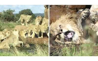 萬獸之王也敗了  雄獅被「9母獅圍攻包夾」  嚇到猛掙扎逃命