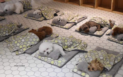 寵物學校「汪星人午睡照」意外爆熱門   網友都被萌翻了：原來睡覺也是訓練內容