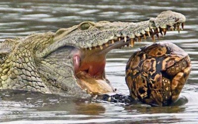 眼看著鱷魚就快把烏龜吞了，結果下一秒鱷魚好尷尬「這到底甚麼食物？」